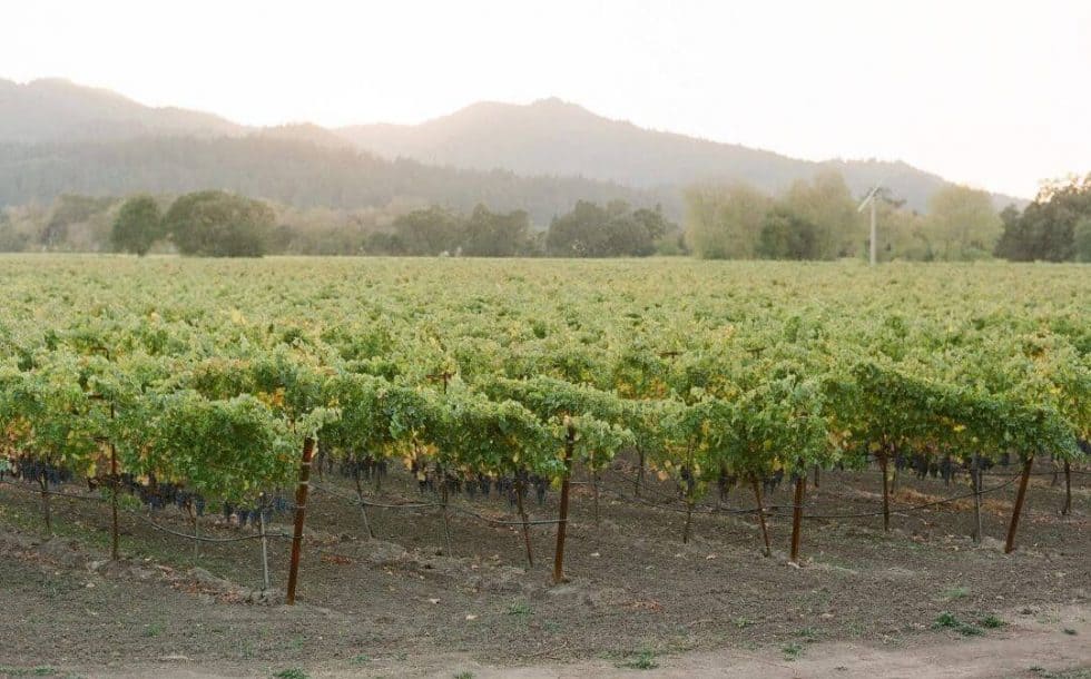 weddingspromontorywinerynapahoneymoonweddingplanner HauteFêtes